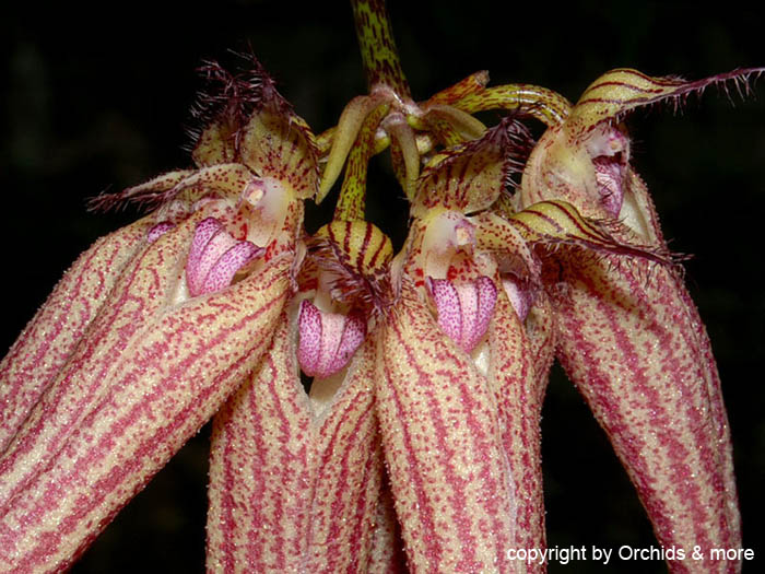 Bulbophyllum_elisabeth_ann