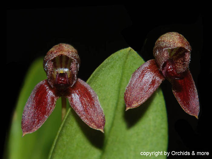 Bulbophyllum_maquilinguense