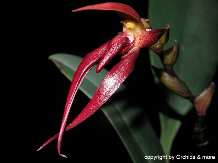 Bulbophyllum_nymphopolitanum