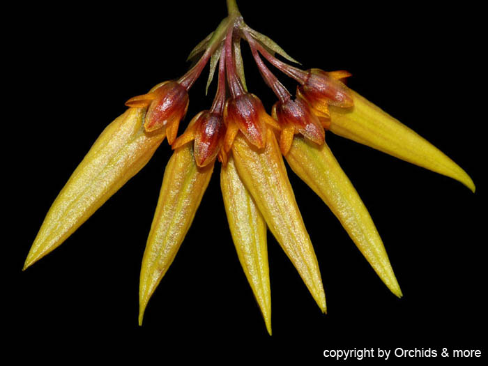 Bulbophyllum_retusiusculum