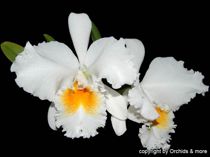 Cattleya Blc. Eagle eye 'All victory'