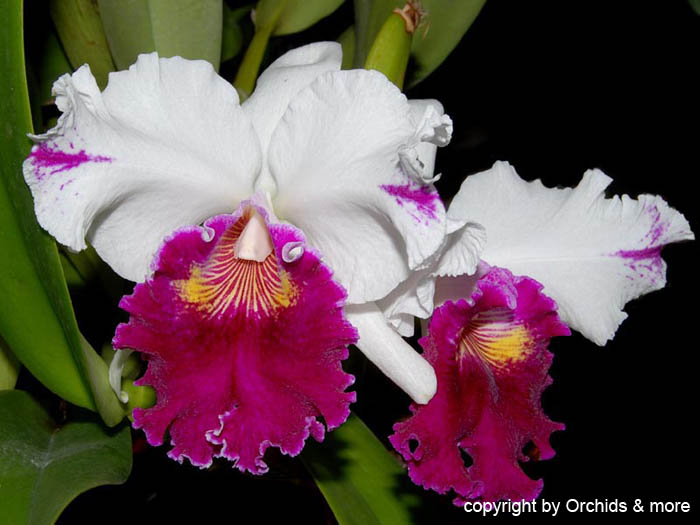 Cattleya Lc. Chyong Guu Swan