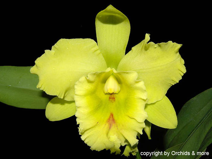 Cattleya_Blc._PortsofParadise x Mem.HelenBrown