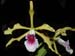 Laelia_grandis