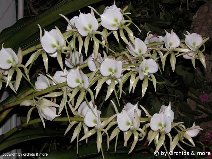 Angraecum_eburneum