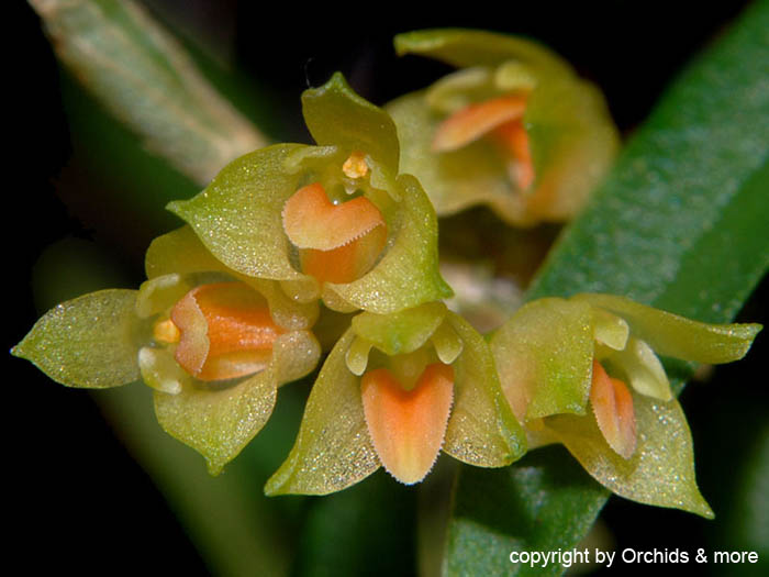 Bulbophyllum_mutabile