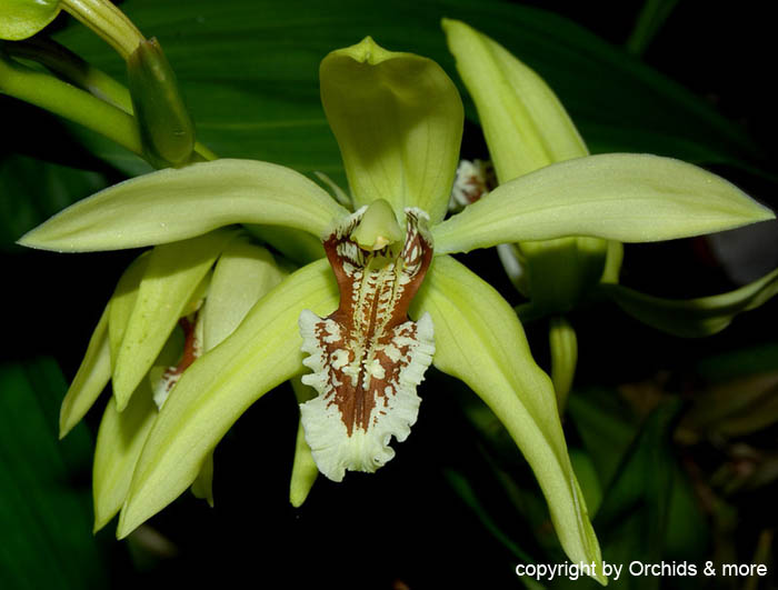 Coelogyne_spec