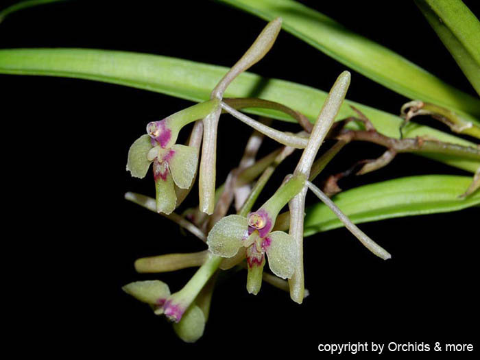 Epidendrum_spec