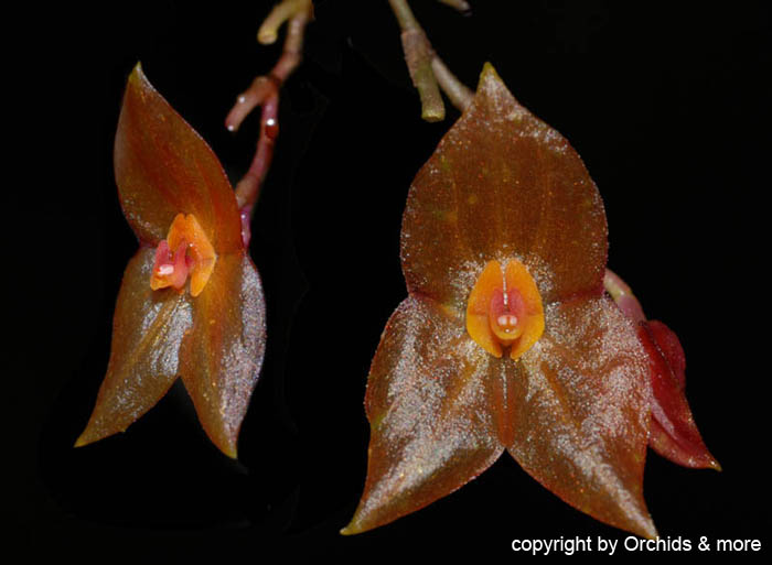 Lepanthes_maduroi2