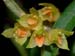 Bulbophyllum_mutabile