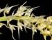 Bulbophyllum_odoratum