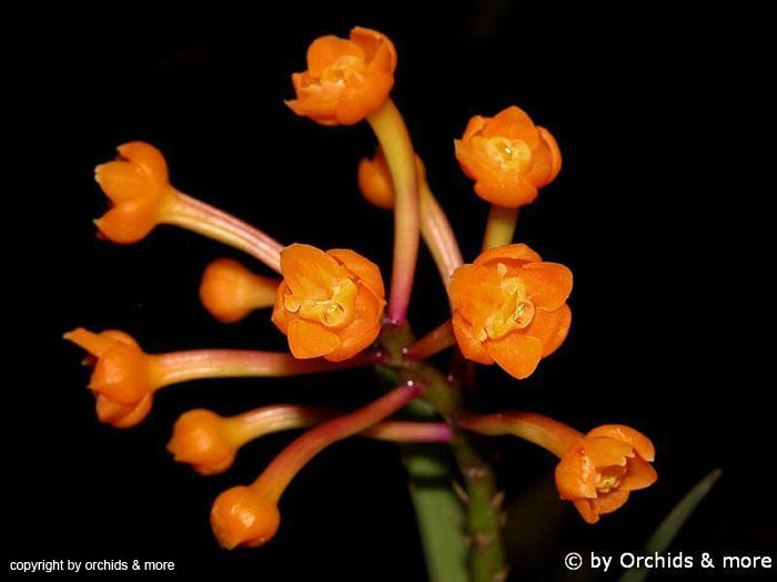 Epidendrum_emisclera