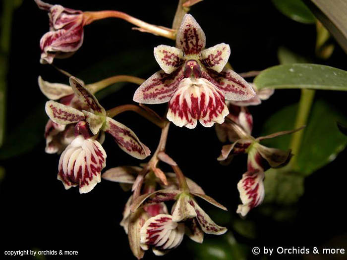 Epidendrum_mamoratum