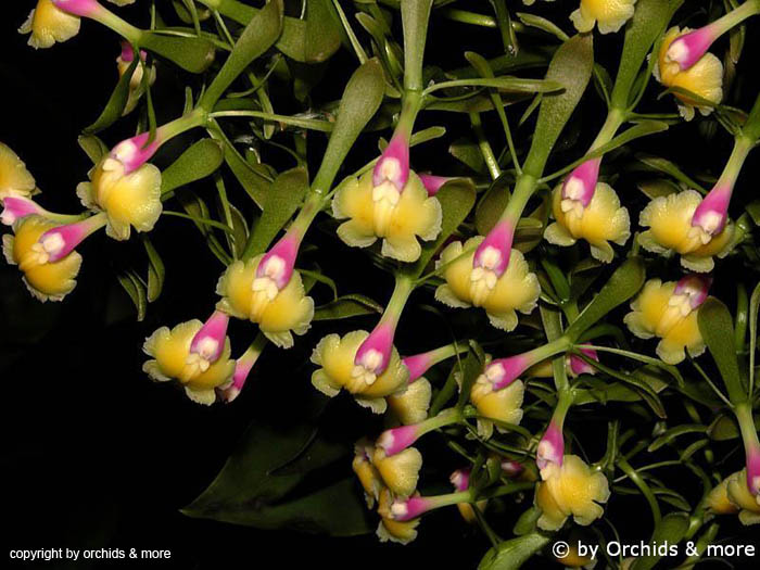 Epidendrum_pseudoepidendrum_semialba