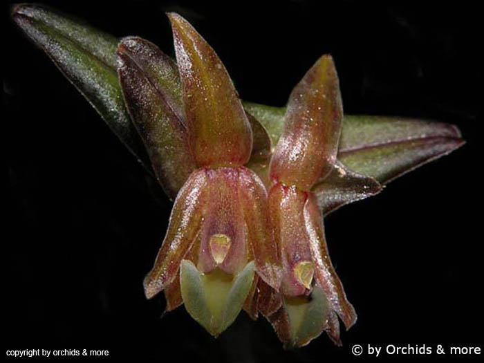 Epidendrum_schlechterianum