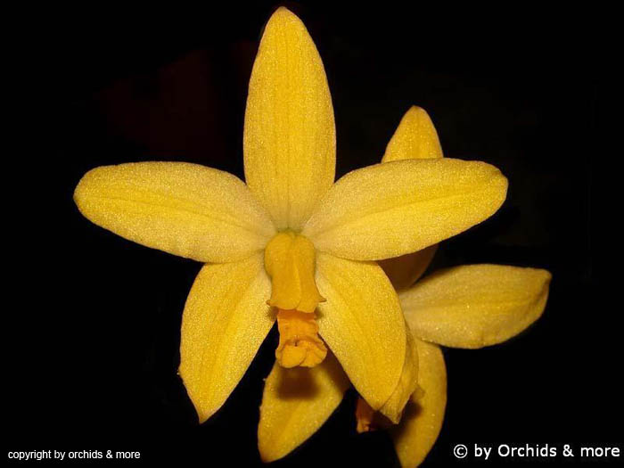 Laelia_briegeri