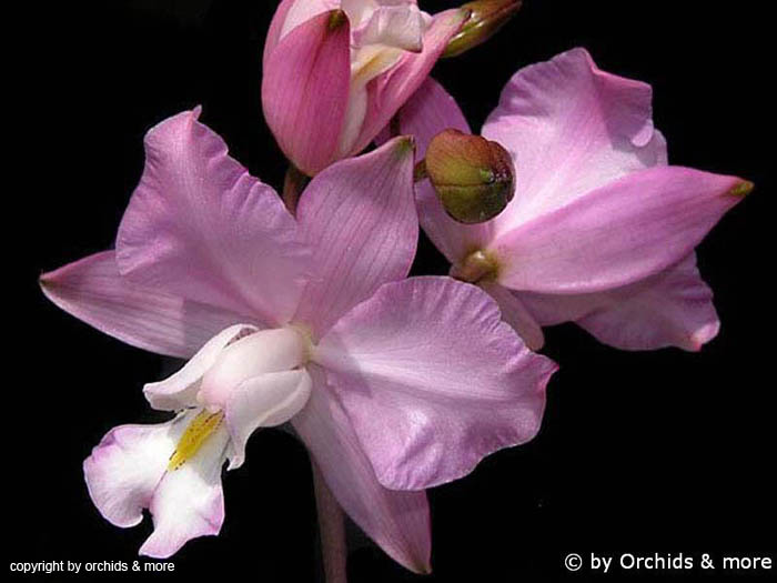 Laelia_eyermaniana