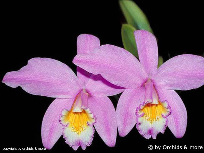 Laelia_jongheana