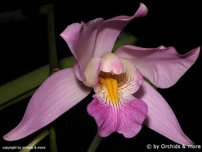 Laelia_majalis