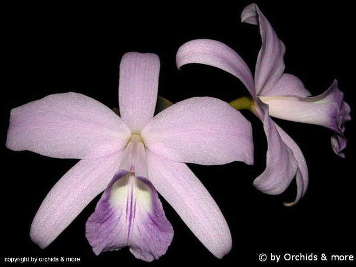 Laelia_sincorana_coerulea