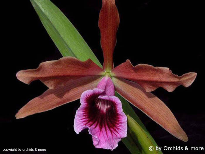 Laelia_tenebrosa