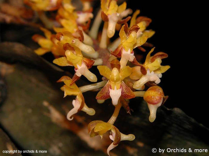 Malleola_baliensis