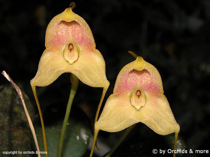 Masdevallia_asterotricha