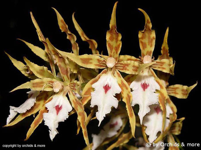 Odontoglossum_constrictum