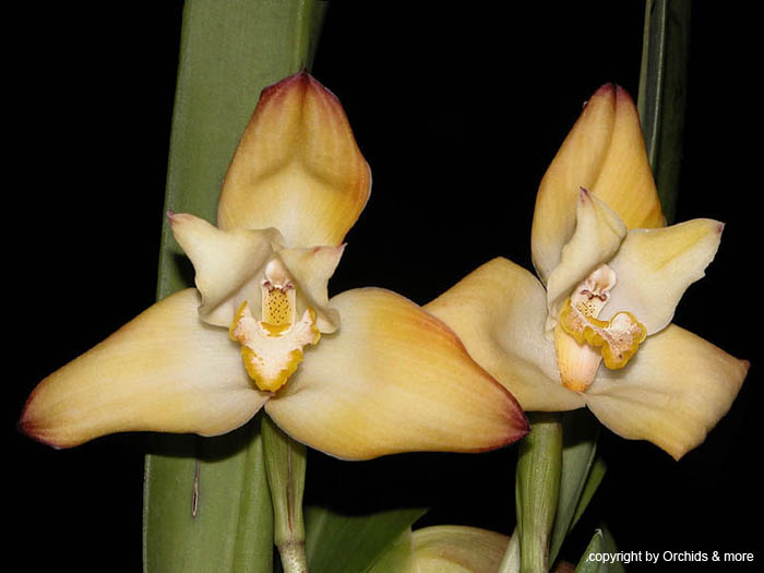 Maxillaria_molitor