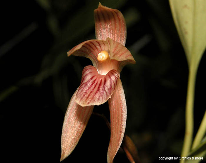 Maxillaria_pulla