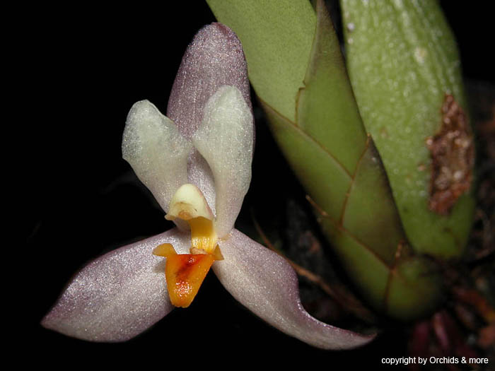 Maxillaria_richii