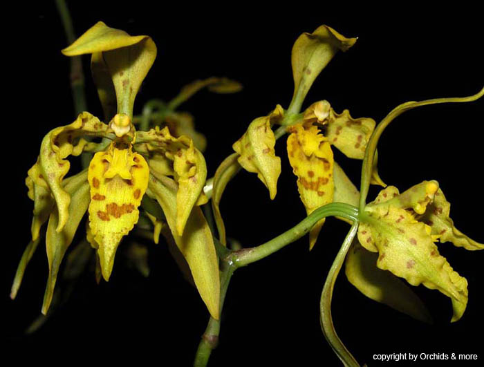 Odontoglossum_pardinum