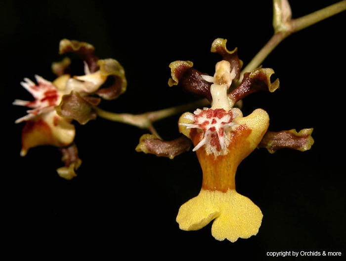 Oncidium_dactyliferum