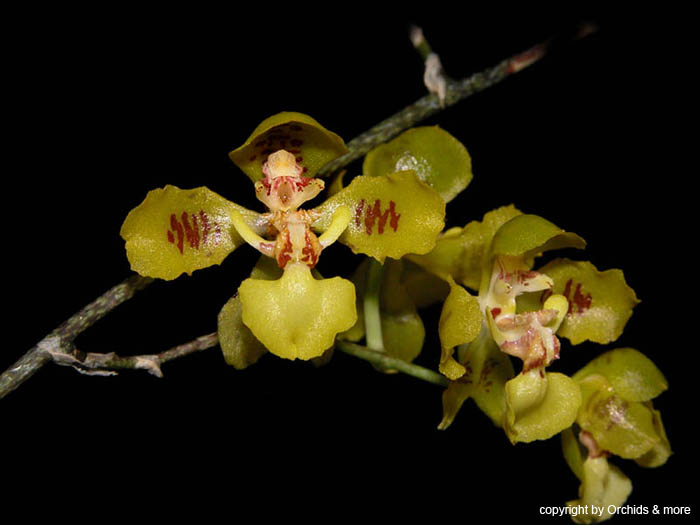 Oncidium_fimbriatum