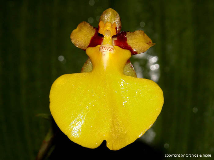 Oncidium_harlingii