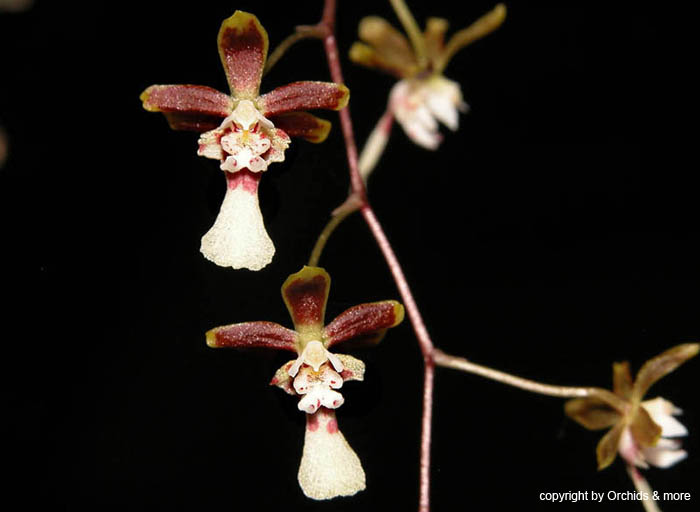 Oncidium_harrisonianum