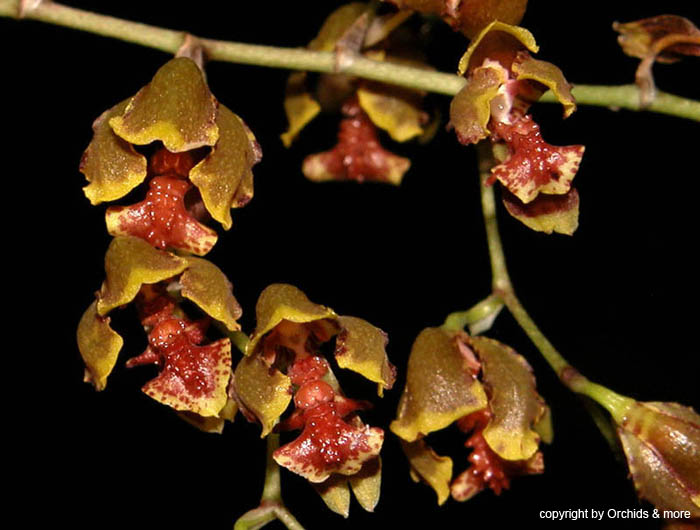 Oncidium_pubes