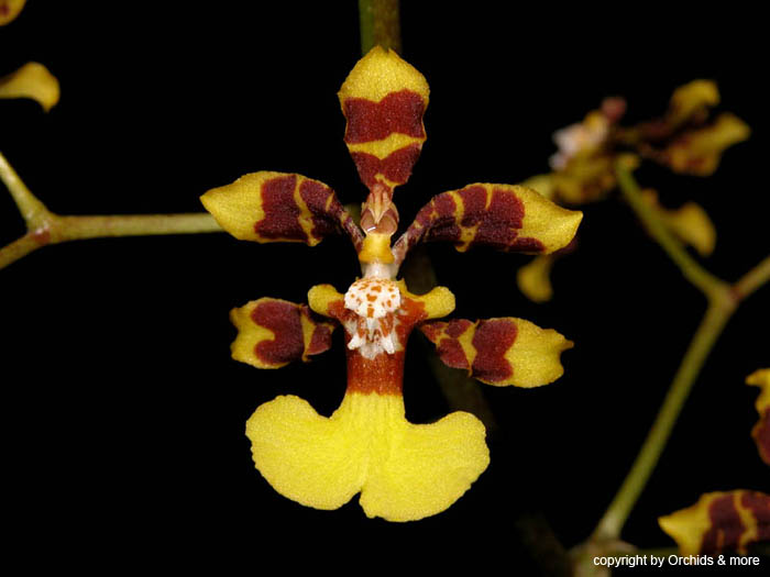 Oncidium_tipuloides