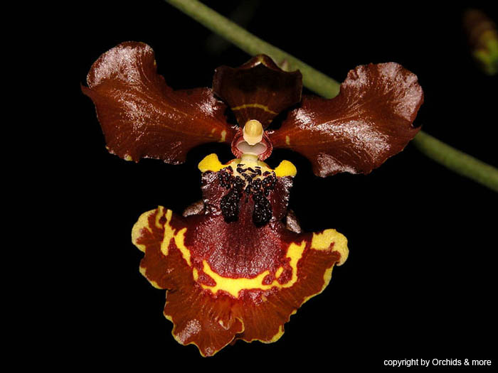 Oncidium_zappii