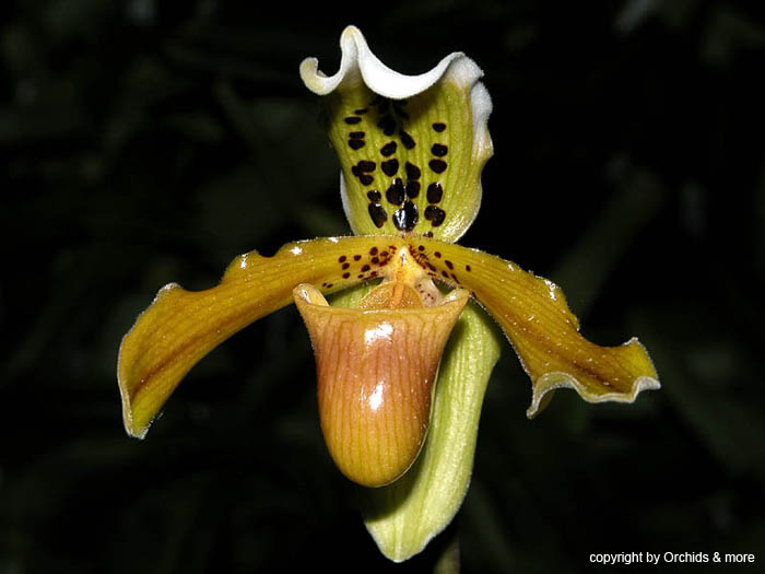 Paphiopedilum exul