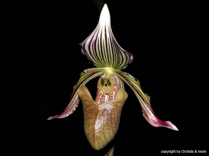 Paphiopedilum_fowliei