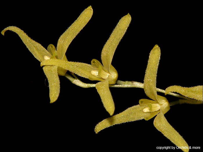 Pleurothallis_stenophylla