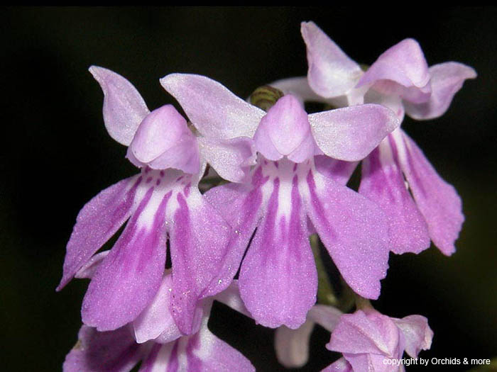 Ponerorchis_graminifolia