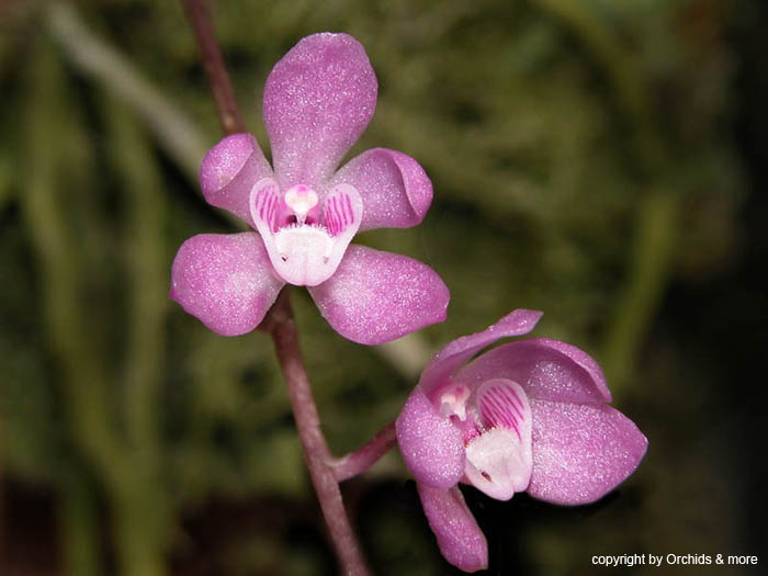 Sarcochilus_ceciliae