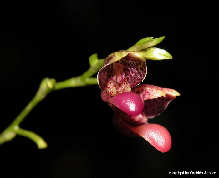 Scaphosepalum_pentadactylon