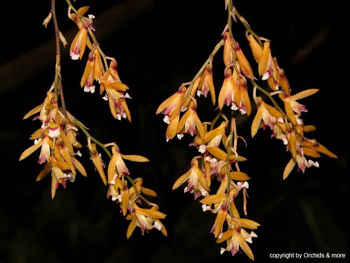 Scelochilus pacensium