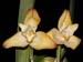 Maxillaria_molitor