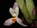 Maxillaria_richii