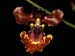 Oncidium_zappii