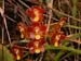 Otoglossum